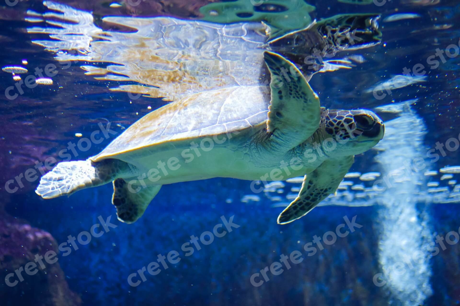 careta-careta-turtule-in-cretaquarium-crete