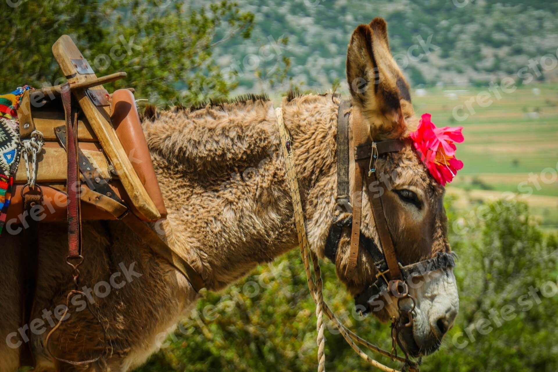 donkey-in-psychro-cave-in-lasithi