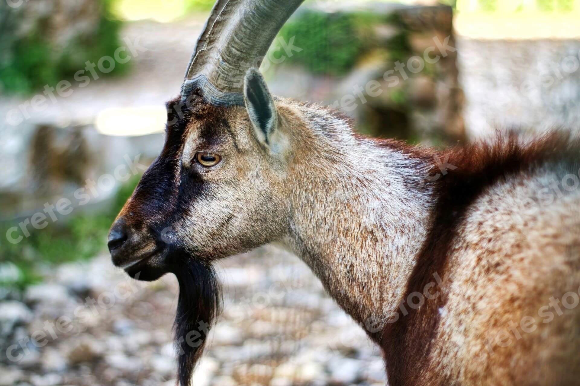 kri-kri-cretan-goat-in-crete